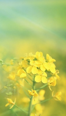 трава желтая лучи весна