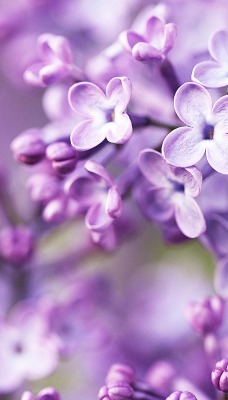 сирень цветы ветка фиолетовый