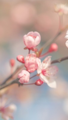 ветка цветение весна размытость