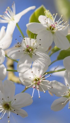 цветение белые цветы весна