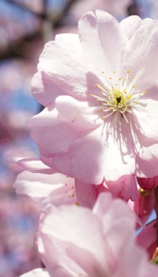 цветение вишня розовый цветок