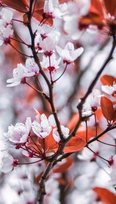 цветение ветка весна крупный план