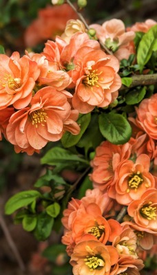 ветка цветение цветы оранжевые