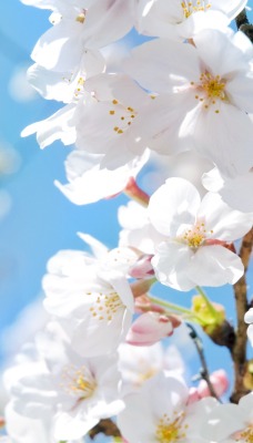 цветение весна ветка цветы белые