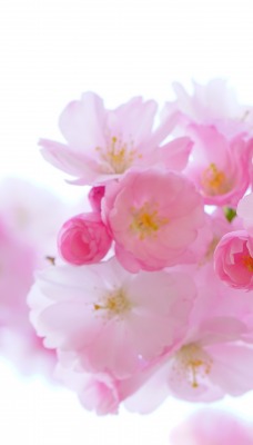 цветение ветка розовый цветки