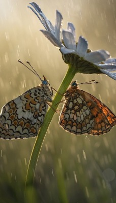 бабочки ромашка дождь