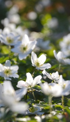 цветочная поляна белые цветы лето