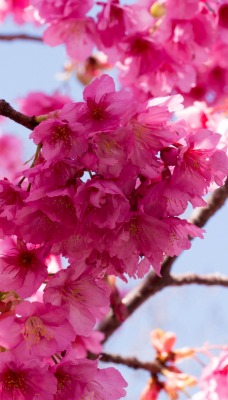 ветка цветение розовый весна