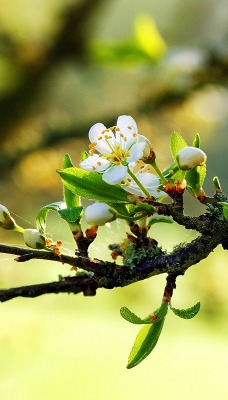весна природа ветка цветение крупный план