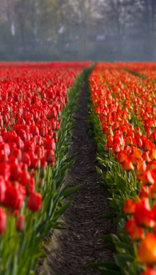 поле цветы тюльпаны