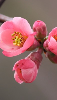 ветка цветок цветение розовый