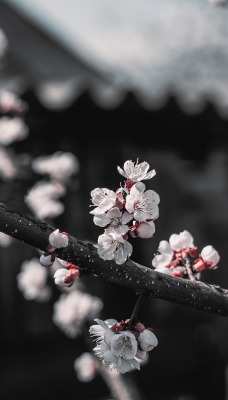 цветение весна ветка белые цветы