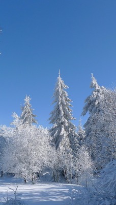 снег зима деревья snow winter trees