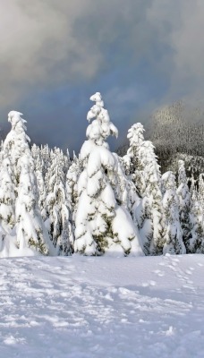 снег ели деревья зима snow ate trees winter