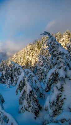 природа скалы горы снег деревья зима