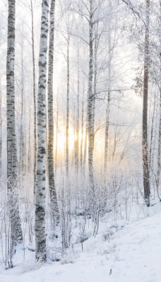 природа зима лес снег деревья