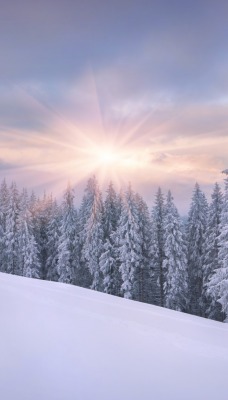 природа снег зима деревья ель солнце