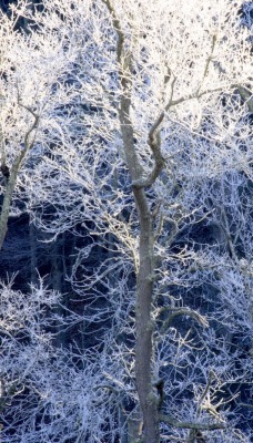 природа деревья снег зима