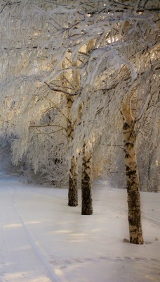 зима деревья снег тропа