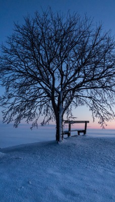 дерево скамейка зима снег