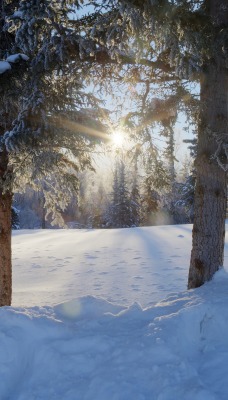 лес зима деревья солнце
