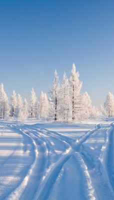 Дорога зимой снег ели небо
