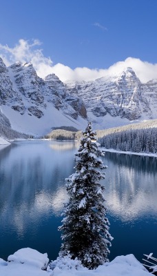горы ели снег озеро