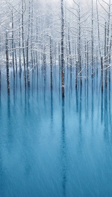 лед зима деревь вода