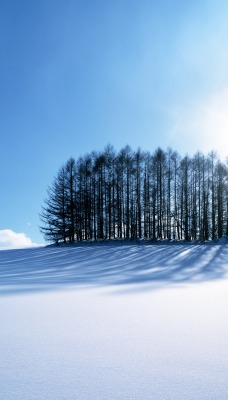 снег деревья солнце зима