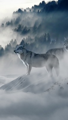 зима волки снег туман горы