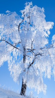 дерево иней снег склон чистое небо