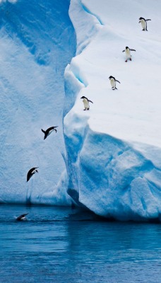 пингвины антарктида глыбы снег