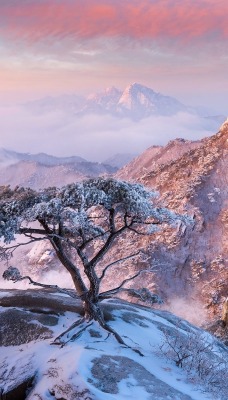 горы скала дерево снег зима