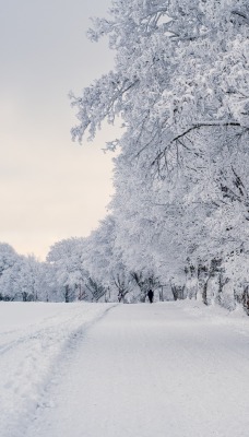 зима дорога деревья мороз иней