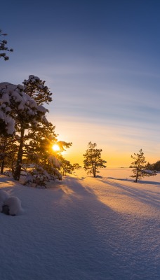 снег зима солнце рассвет деревья