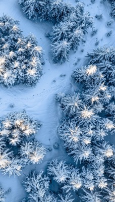 снег деревья в снегу вид сверху