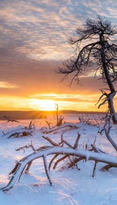 дерево ветви снег поле рассвет