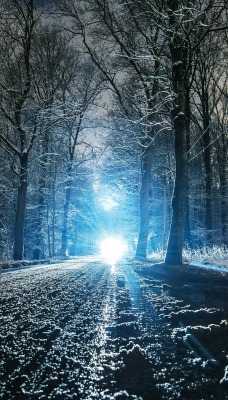 дорога зима деревья ночь фонарь лес