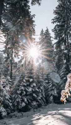 лес снег зима лучи солнце