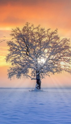зима поле дерево снег лучи