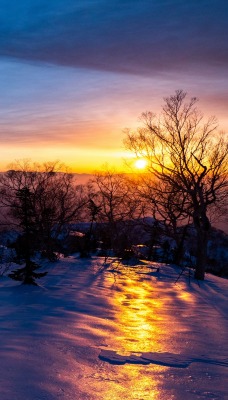 зима снег закат деревья