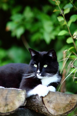 Черно-белый кот на бревнах