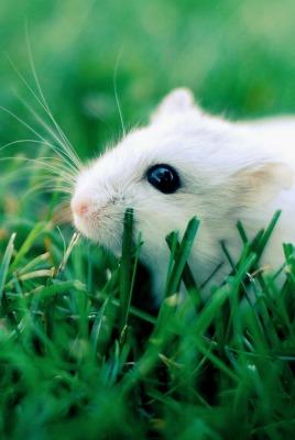 Белый хомяк в траве