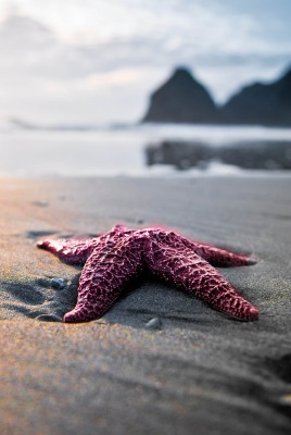 Морская звезда в песке