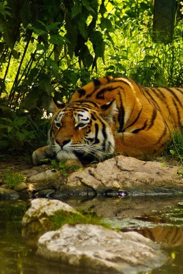 Тигр возле речки