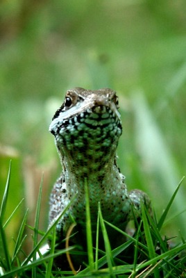 Ящерица в траве