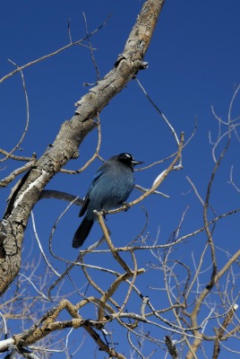Синяя птица на ветке