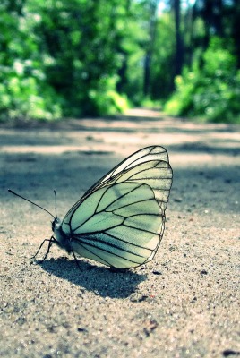 Бабочка на дороге