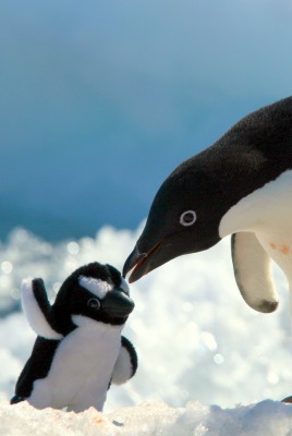 Ласка пингвинов