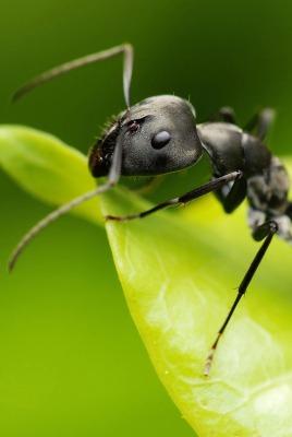 Черный муровей на листке